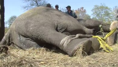 500 Elephants Relocated From Majete National Park