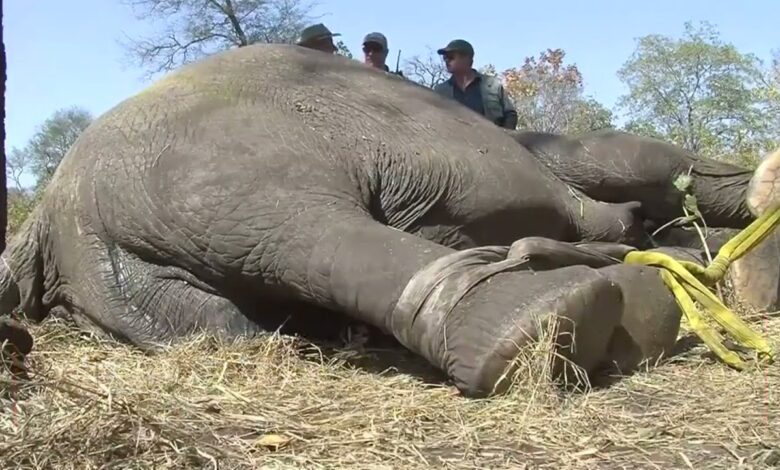 500 Elephants Relocated From Majete National Park